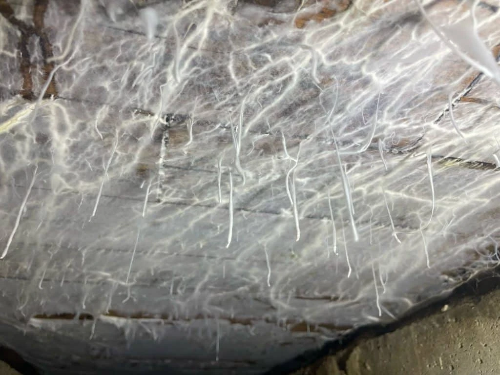 Hyphes-de-merule-en-grande-quantite-sur-le-plafond-dune-cave-infeste