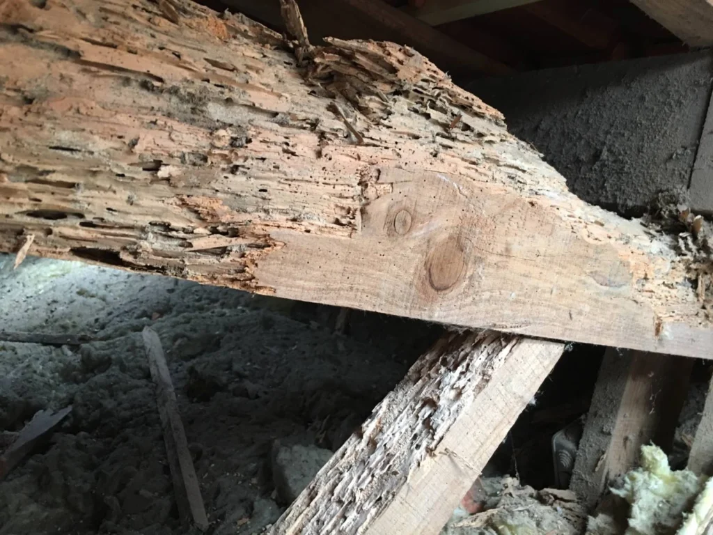 termite-bois-mangent-poutre